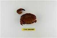 藏品(皺紋團扇蟹)的圖片